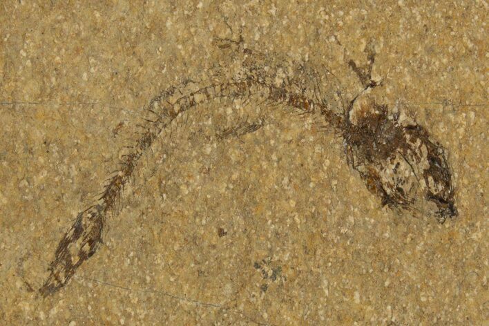 Oligocene Fossil Fish (Idrissia carpathica) - Poland #320602